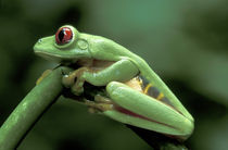 Central America, Panama, Barro Colorado Island  Red-eyed tree frog von Danita Delimont
