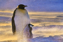 Adult emperor penguin with chick in blizzard, Aptenodytes forsteri, Antarctica von Danita Delimont