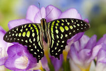 Sammamish Washington Tropical Butterflies photograph the Tailed Jay Butterfly von Danita Delimont