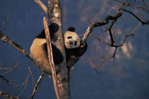 Baby panda playing on tree, Wolong, Sichuan Province, China von Danita Delimont
