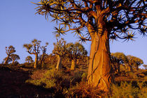 Quiver trees, Aloe dichotoma, Niewoudtville, South Africa von Danita Delimont