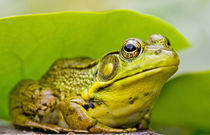 North America, USA, New Jersey, Far Hills, Leonard J. Buck Garden.  Green Frog by Danita Delimont