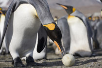 Antarctica, South Georgia Island (UK), King Penguin (Aptenodytes patagonicus) by Danita Delimont