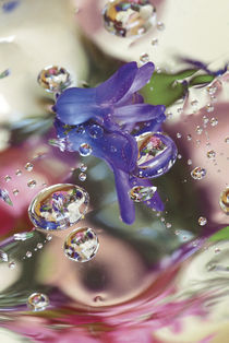 Hyacinth Bud on Mylar With Reflections. Credit as von Danita Delimont