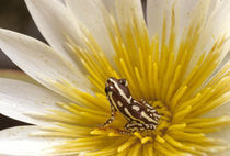 Reed frog, Hyperolius sp., in water lily, Okavango Delta, Botswana by Danita Delimont