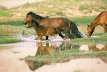 Asia, Mongolia, Gobi Desert. Wild horses. by Danita Delimont