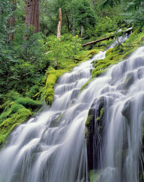 USA, Oregon, Proxy Falls von Danita Delimont