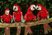 Red-and-green macaws on tree branch,Tambopata National Reserve von Danita Delimont