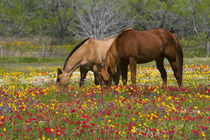 Quarter Horse in field of wildflowers near Cuero Texas springtime. by Danita Delimont