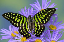 Sammamish Washington Photograph of Butterfly on Flowers by Danita Delimont