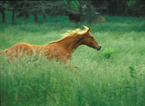 A young stallion runs through a meadow of tall grass. by Danita Delimont