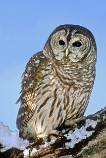 USA, Colorado. Portrait of barred owl perched on snow-covered branch von Danita Delimont