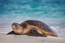 Green sea turtle on beach, Chelonia mydas, Hawaiian Leeward Islands by Danita Delimont