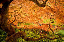 USA, Delaware, Wilmington. Japanese maple trees in Winterthur Gardens von Danita Delimont