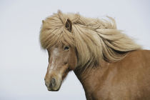 Iceland. Portrait of an Icelandic horse. Credit as von Danita Delimont