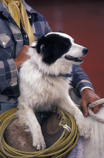 N.A., USA, Oregon, Seneca, Ponderosa Ranch Cowboy in saddle with dog by Danita Delimont