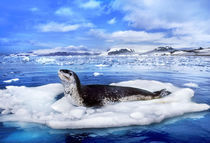 Leopard seal on ice floe, Hydrurga leptonyx, Antarctica by Danita Delimont