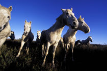 Europe, France, Ile del la Camargue. Camargue Horses (Eguus caballus) von Danita Delimont