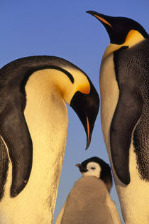 Emperor penguin family, Aptenodytes forsteri, Weddell Sea, Antarctica von Danita Delimont