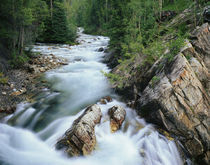 Crystal River Gunnison National Forest, Colorado by Danita Delimont