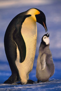 Emperor penguin with chick begging, for food   Aptenodytes forsteri, Antarctica von Danita Delimont