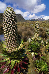 Lobelia flower, Lobelia deckenii, Mt Kenya National Park, Kenya by Danita Delimont
