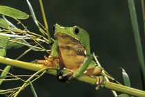 South America, Surinam. Bicolor monkey frog (Phyllomedusa bicolor) von Danita Delimont