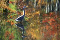 USA,New York,Adirondacks,Great Blue Heron in Fall Reflection. Credit as by Danita Delimont