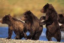 brown bear, Ursus arctos, grizzly bear von Danita Delimont