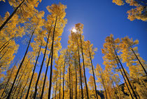 Aspen grove in autumn in the San Juan Range of Colorado von Danita Delimont