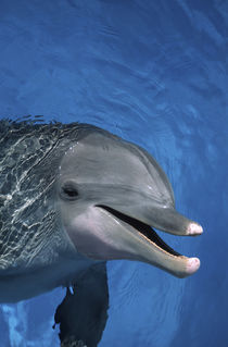 North America, USA, Hawaii. Dolphin von Danita Delimont