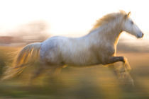 France, Provence. White Camargue horse running. Credit as von Danita Delimont