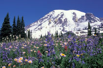 N.A., USA, Washington Mt. Rainier and wildflowers by Danita Delimont