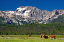 Cattle graze in the Stanley Basin, Idaho. von Danita Delimont