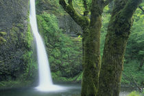 USA, Oregon, Columbia River Gorge, Horsetail Falls. by Danita Delimont