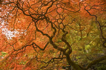 Japanese Garden, CANADA, British Columbia von Danita Delimont