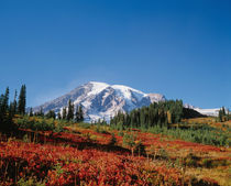 Fall colors in the schrubs at Paradise with Mt. Rainier in the background von Danita Delimont