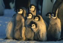 Emperor Penguin chicks in creche, (Aptenodytes forsteri), Weddell Sea by Danita Delimont