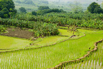 Asia, China, Yunnan Province by Danita Delimont