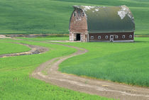 N.A., USA, Washington, Whitman County.  Old weathered barn in wheatfield.  PR by Danita Delimont