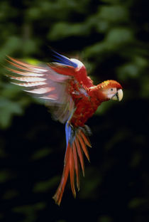Scarlet macaw juvenile hovering, Ara macao, Tambopata National Reserve, Peru by Danita Delimont