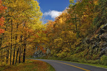 Blue Ridge Parkway curving through autumn colors near Grandfather Mountain by Danita Delimont
