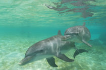 Bottlenose Dolphins (Tursiops truncatus) Caribbean Sea near Roatan, Honduras von Danita Delimont