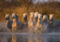 France, Provence. White Camargue horses running through water. Credit as by Danita Delimont