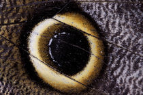 South America, Peru, Napo, Boca National Park. Owl butterfly wing (Caligo sp.) by Danita Delimont