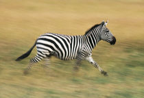 Zebra running, Equus quagga, Masai Mara Reserve, Kenya by Danita Delimont