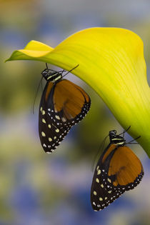 Sammamish, Washington Tropical Butterfly Photograph of a pairof Tithorea von Danita Delimont