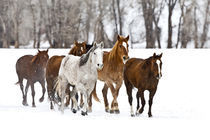 A winter scenic of running horses on The Hideout Ranch in Shell Wyoming. by Danita Delimont