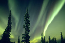 USA, Fairbanks area, Central Alaska by Danita Delimont