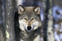 North America, USA, Minnesota. Wolf (Canis lupus) by Danita Delimont